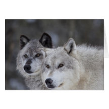 Wolves (Canus lupus) from West Yellowstone. This Greeting Cards