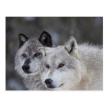 Wolves (Canus lupus) from West Yellowstone. This Postcards