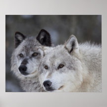 Wolves (Canus lupus) from West Yellowstone. This Print