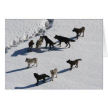 Wolves Greeting Cards