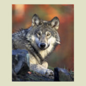 Wolves Grey Wolf Canis_lupus