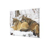 Wolves in the Bawarian Wood Gallery Wrap Canvas