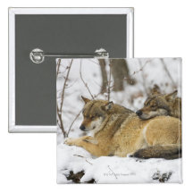 Wolves in the Bawarian Wood Pinback Button