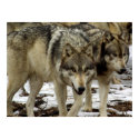 Wolves on the Prowl posters by Tberling Wolves on the Prowl posters