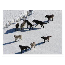 Wolves postcards