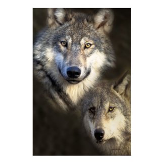Wolves poster print print