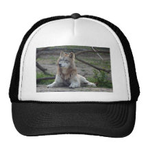 Wolves Wolf Hat