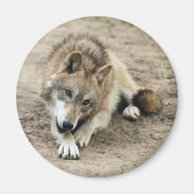 Wolves Wolf Magnet