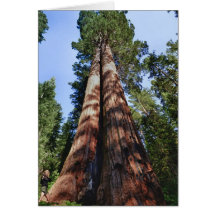 Woman videotaping at base of massive Sequoia Greeting Cards