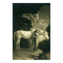 Woman with white horse. posters