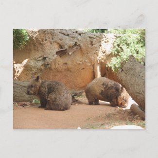 Wombat Heaven Postcards