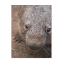 Wombat Kiss Post Cards