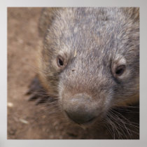 Wombat Kiss Posters