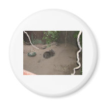 Wombat magnets