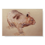 Wombat