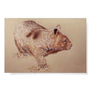 Wombat print