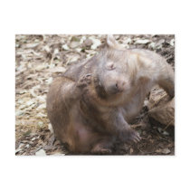 Wombat Scratch Post Cards