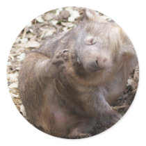 Wombat Scratch Sticker