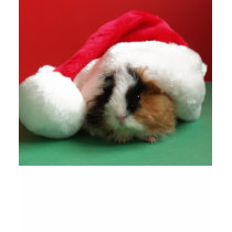 Womens Cool Christmas Guinea Pig t-shirts