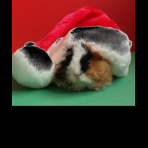 Womens Cool Christmas Guinea Pig