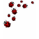 Women's Ladybug Shirt Red Ladybug Shirt Tee