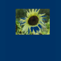 Womens sunflower t-shirts