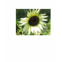 Womens sunflower t-shirts