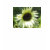 sunflowers, women