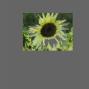 Womens sunflower t-shirts by Thewolfinmysticwolf Womens sunflower t-shirts