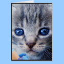 Wonder Fluff cards