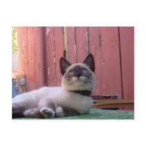 Wonder postcards by AngiesPostcards Wonder postcards
