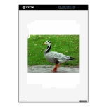 Wonderful Duck Bird Skin For The iPad 2