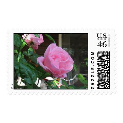 Wonderful pink rose perfect for wedding invites by futuremissionary