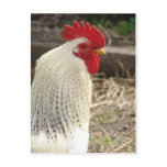 Wonderful Rooster Postcards
