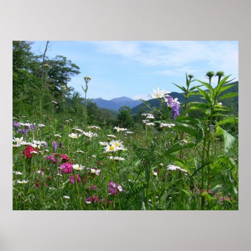 Wonderful view for the flowers posters