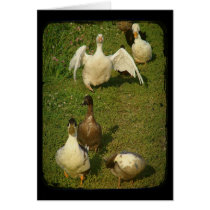 Wonderful Waterfowl cards by angelandspot Wonderful Waterfowl cards