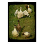 Wonderful Waterfowl cards