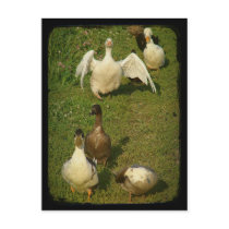 Wonderful Waterfowl postcards