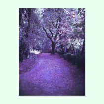 » wonderland woods five (postcard)