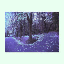 » wonderland woods four (postcard) «