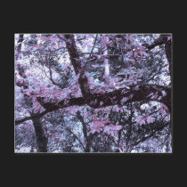 » wonderland woods three (postcard) « by arisuart » wonderland woods three (postcard) «