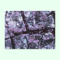 » wonderland woods three (postcard) «