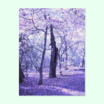 » wonderland woods two (postcard) «