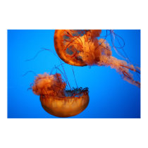 Wonders of Nature posters