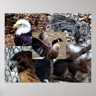 Wonders of Wildlife Print print