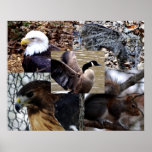 Wonders of Wildlife Print