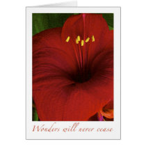Wonders will never cease cards