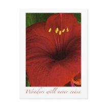 Wonders will never cease postcard