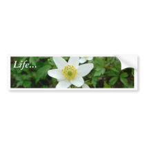Wood Anemone Anemone Nemoro Bumper Sticker