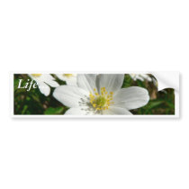 Wood Anemone Beautiful Bumper Sticker